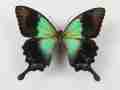Papilio unid (hybrid gynandromorph) [Internet image property of respective owner, non commercial use only]